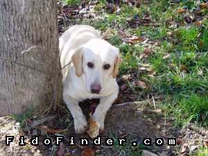 Safe Labrador Retriever in Clinton, TN