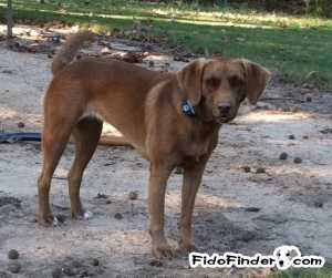 Safe Mutt in Cordova, TN