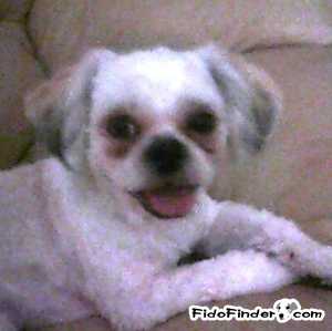 Safe Shih Tzu in Sebastian, FL