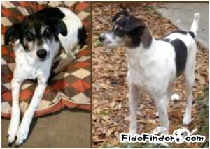 Safe Rat Terrier in Augusta, GA