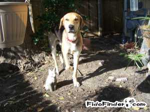 Safe German Shepherd Dog in San Antonio, TX