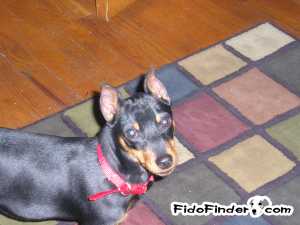 Safe Miniature Pinscher in Kansas City, MO