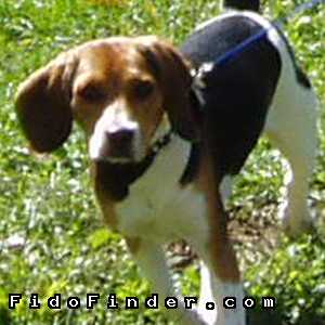 Safe Beagle in Pylesville, MD