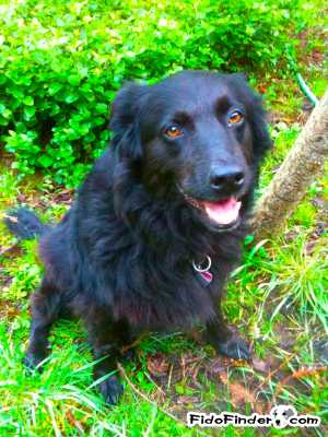 Safe Australian Shepherd in Santa Rosa, CA