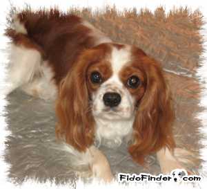 Safe Cavalier King Charles Spaniel in Morgantown, WV