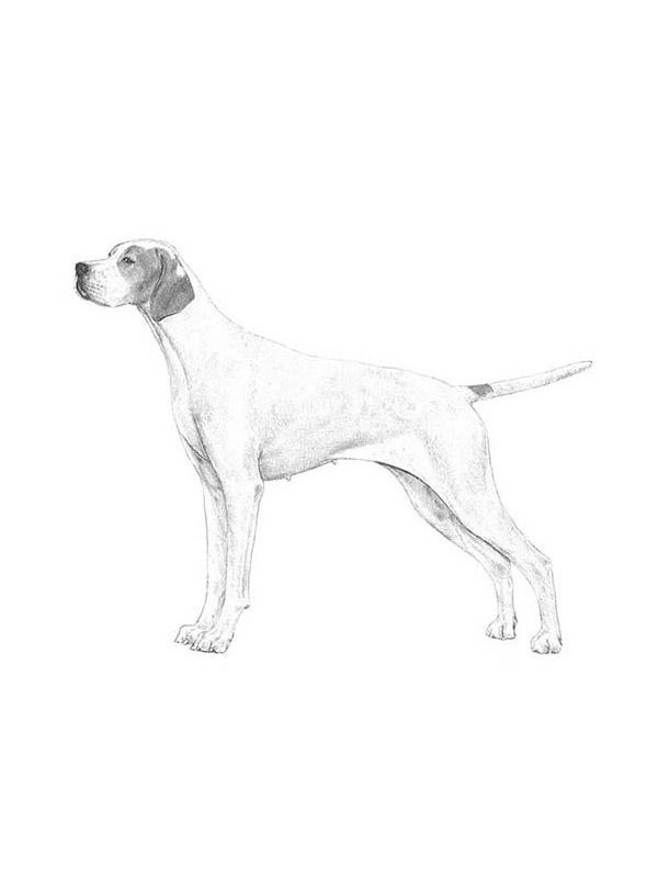 Safe Pointer in Tucson, AZ