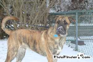 Safe Mastiff in Homestead, PA