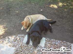 Safe Labrador Retriever in Spring, TX