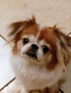 Safe Japanese Chin in Land O Lakes, FL
