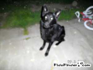 Safe German Shepherd Dog in Turlock, CA