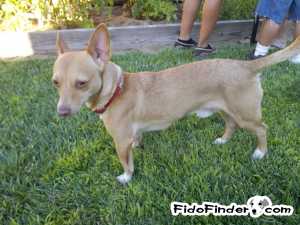 Safe Dachshund in Oakley, CA