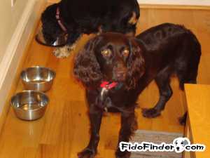 Safe Boykin Spaniel in Sharpsburg, GA