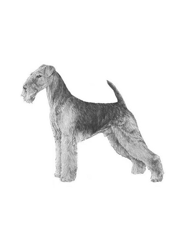 Safe Airedale Terrier in Sanford, NC