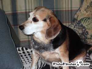 Safe Beagle in Parkville, MD