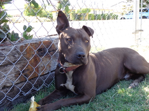 Safe Pit Bull in Gardena, CA