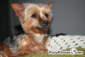 Safe Yorkshire Terrier in Oak Park, MI