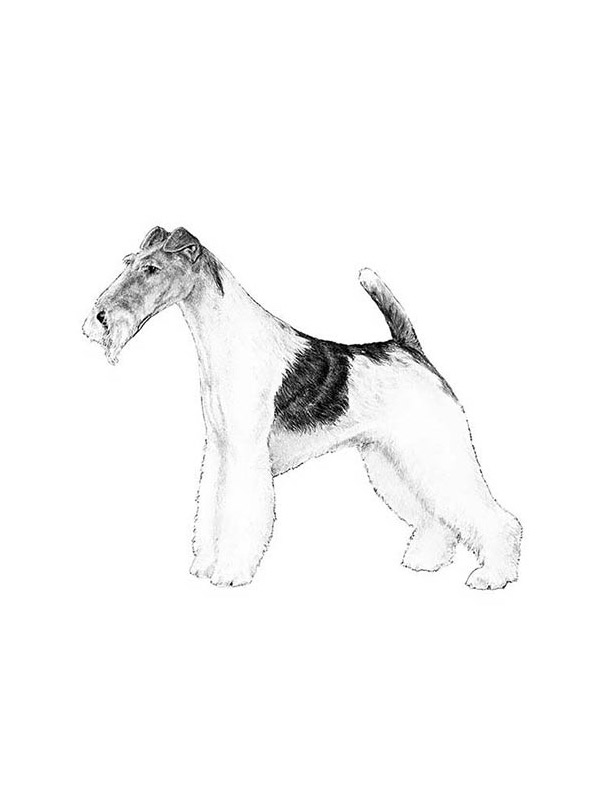 Safe Wire Fox Terrier in Oak Park, MI