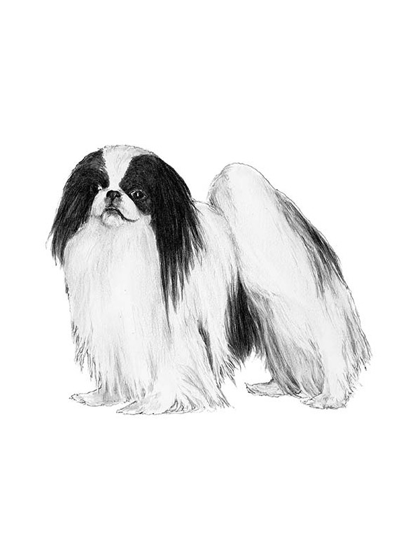 Safe Japanese Chin in Woodside, NY US