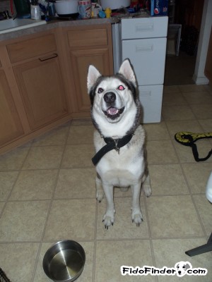 Safe Siberian Husky in Palm Bay, FL