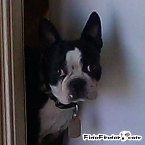 Safe Boston Terrier in Scottsdale, AZ