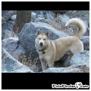 Safe Siberian Husky in Pomona, CA