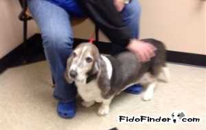 Safe Basset Hound in Lake Villa, IL