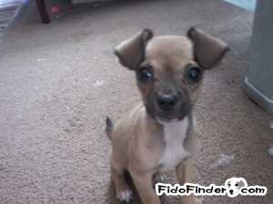 Safe Chihuahua in Hallsville, TX