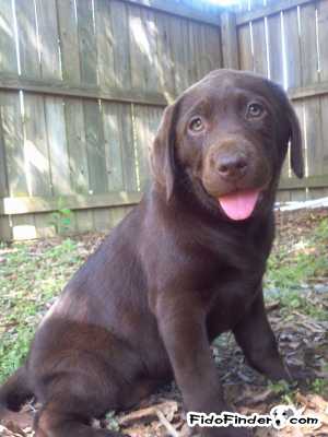 Safe Labrador Retriever in Conway, AR