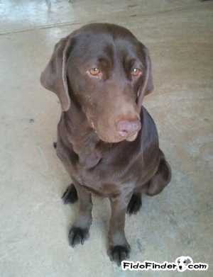 Safe Labrador Retriever in Oklahoma City, OK