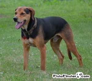 Safe Black and Tan Coonhound in Swannanoa, NC US