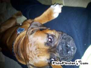 Safe Boxer in Allen, TX