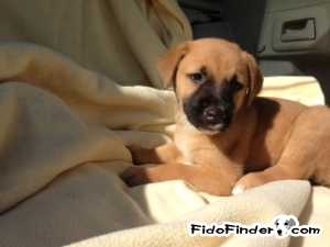 Safe Labrador Retriever in Minot, ND