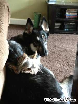Safe German Shepherd Dog in Easton, PA