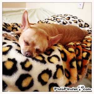 Safe Chihuahua in Thousand Oaks, CA