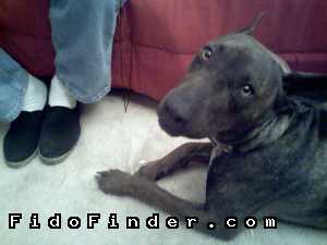 Safe Mutt in Scottsdale, AZ