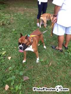 Safe Boxer in Bronx, NY