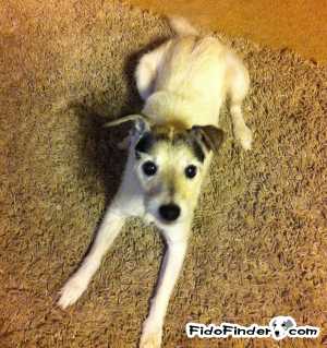 Safe Jack Russell Terrier in Austin, TX