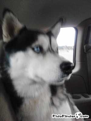 Safe Siberian Husky in Box Elder, SD