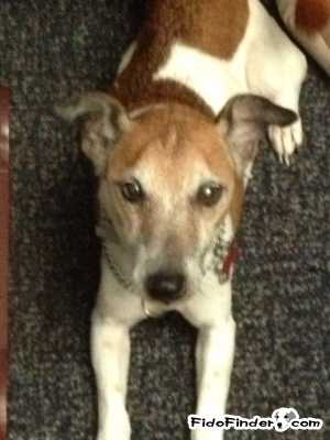 Safe Jack Russell Terrier in Cincinnati, OH