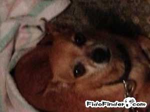 Safe Chihuahua in Coppell, TX US