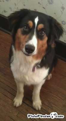 Safe Australian Shepherd in Nashville, TN