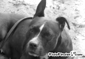 Safe Staffordshire Bull Terrier in Port Richey, FL
