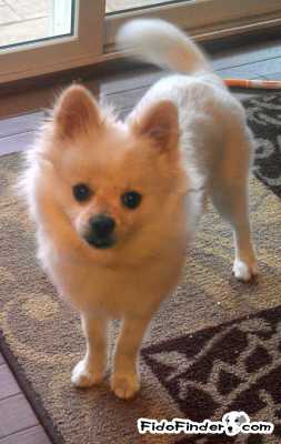 Safe Pomeranian in Grove City, OH