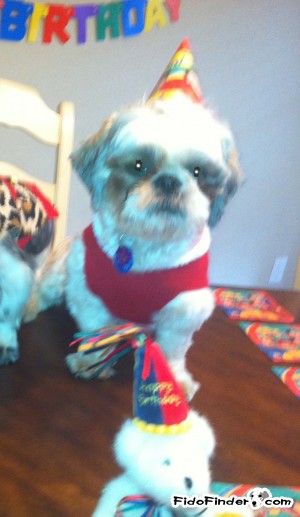 Safe Shih Tzu in San Antonio, TX