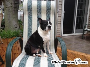 Safe Boston Terrier in Plainfield, NJ