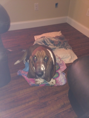 Safe Basset Hound in Beattyville, KY