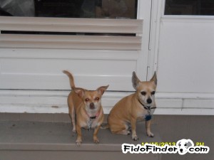 Safe Chihuahua in New Port Richey, FL