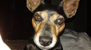 Safe Miniature Pinscher in Saint Petersburg, FL