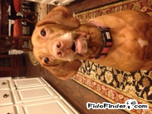 Safe Vizsla in Sugar Land, TX