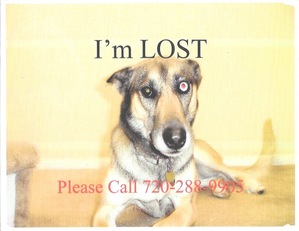 Safe German Shepherd Dog in Aurora, CO